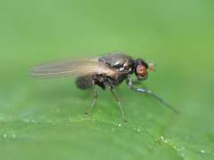 Calliopum simillimum
